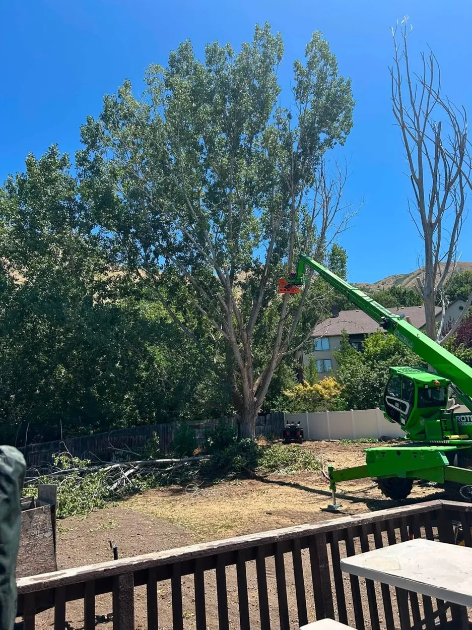 Large tree assessment