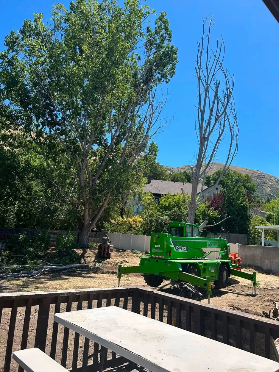 Mature tree removal