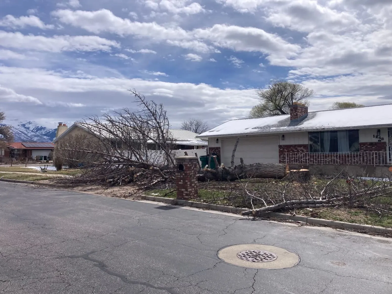 Storm-damaged tree